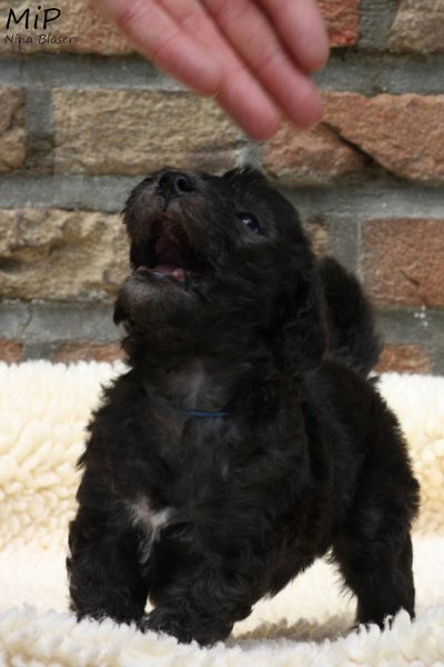 2011-05-28 Puppies Candy & Svet (42).jpg